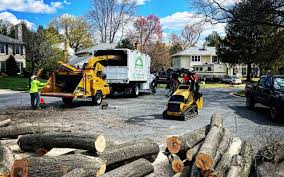 How Our Tree Care Process Works  in Aptos, CA